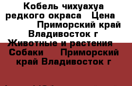 Кобель чихуахуа редкого окраса › Цена ­ 15 000 - Приморский край, Владивосток г. Животные и растения » Собаки   . Приморский край,Владивосток г.